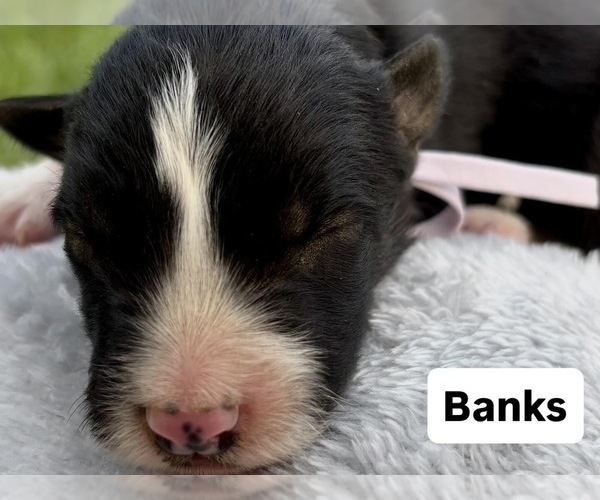 Medium Photo #1 Border Collie Puppy For Sale in MESA, WA, USA