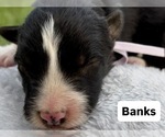 Puppy Banks Border Collie