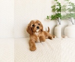 Small #1 Cavapoo (Miniature)