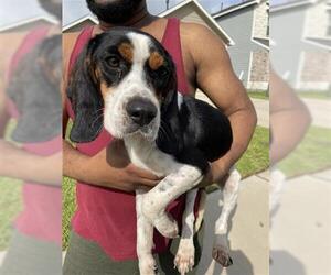 Beagle Dogs for adoption in Houston, TX, USA
