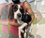 Small Beagle
