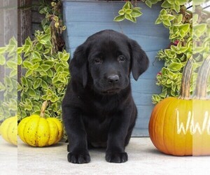 Labrador Retriever Puppy for sale in GORDONVILLE, PA, USA