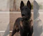 Small #2 Belgian Malinois