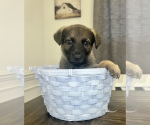 Medium German Shepherd Dog