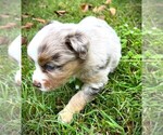 Small #3 Miniature Australian Shepherd
