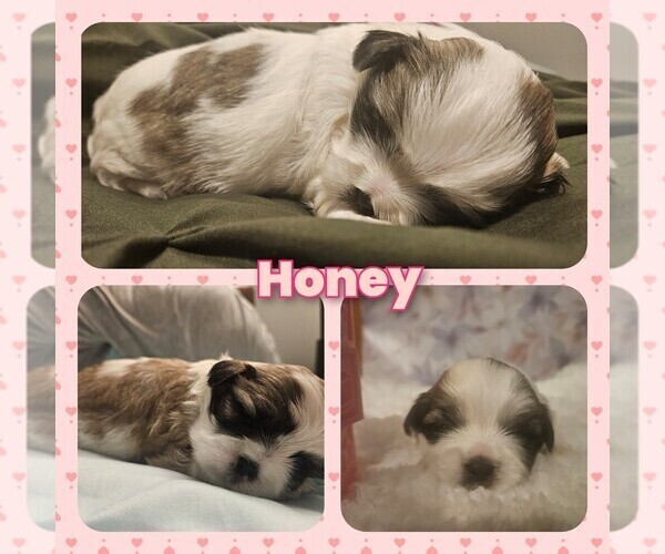 Medium Photo #17 Shih Tzu Puppy For Sale in CANFIELD, OH, USA