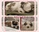 Small #16 Shih Tzu