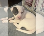 Small #2 American Pit Bull Terrier