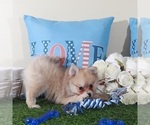 Small #3 Pomeranian
