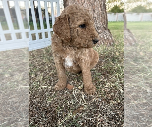 Medium Photo #6 Poodle (Standard) Puppy For Sale in QUEEN CREEK, AZ, USA
