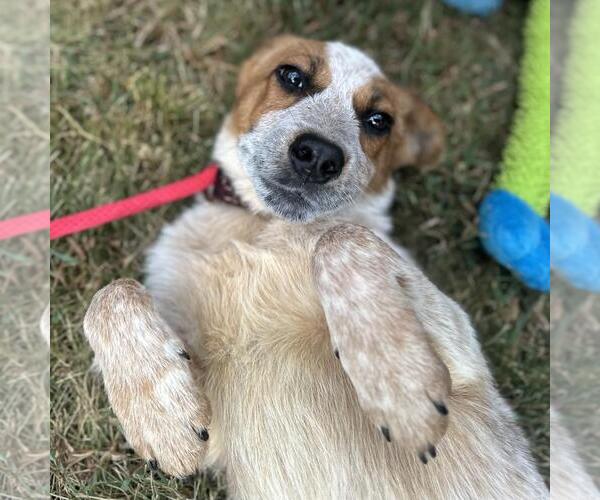Medium Photo #2 Mutt Puppy For Sale in Yardley, PA, USA