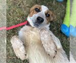 Small #1 Mutt