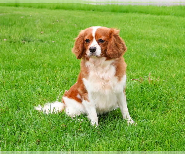 Medium Photo #5 Cavalier King Charles Spaniel Puppy For Sale in SYRACUSE, IN, USA