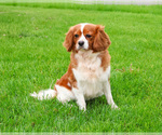 Small #4 Cavalier King Charles Spaniel