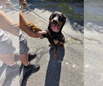 Small #2 Rottweiler