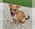 Small #4 American Staffordshire Terrier-German Shepherd Dog Mix