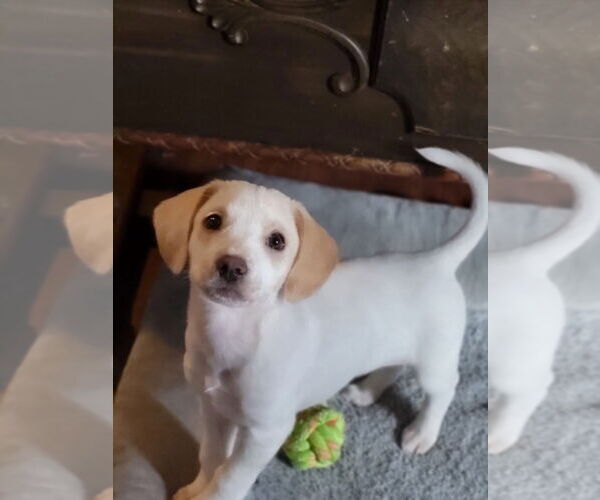 Medium Photo #1 Mutt Puppy For Sale in New London, WI, USA