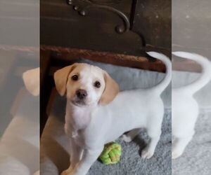 Mutt Dogs for adoption in New London, WI, USA