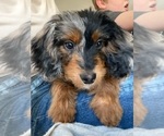 Small #4 Aussiedoodle Miniature 