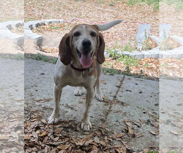 Medium Photo #1 Beagle Puppy For Sale in Tampa, FL, USA