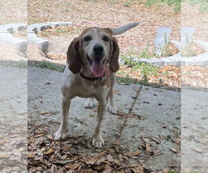 Beagle Dogs for adoption in Tampa, FL, USA