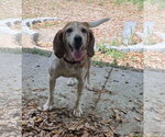 Small Beagle