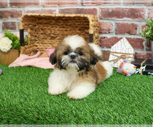 Shih Tzu Puppy for sale in SYRACUSE, IN, USA