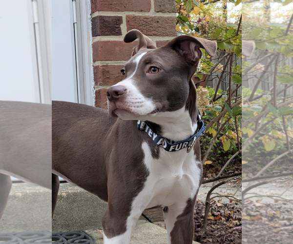 Medium Photo #3 Lab-Pointer Puppy For Sale in Rockville, MD, USA