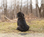 Small Photo #12 Mastiff-Neapolitan Mastiff Mix Puppy For Sale in BRISTOL, IN, USA