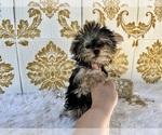 Small #28 Yorkshire Terrier