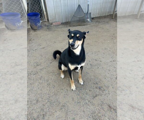 Medium Photo #2 Australian Kelpie Puppy For Sale in Dana Point, CA, USA
