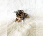 Small #5 Chihuahua