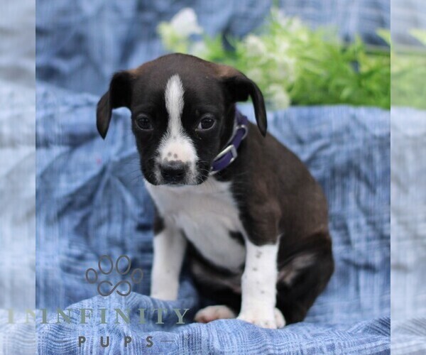 Medium Photo #3 Boston Terrier-Cock-A-Poo Mix Puppy For Sale in PORT ROYAL, PA, USA