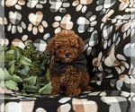 Small Photo #9 Poodle (Miniature) Puppy For Sale in NEW HOLLAND, PA, USA