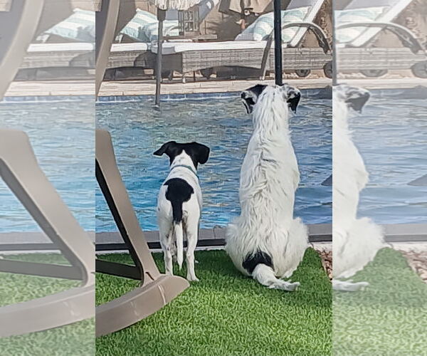 Medium Photo #4 Parson Russell Terrier-Unknown Mix Puppy For Sale in Chandler, AZ, USA