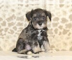 Small Photo #4 Schnauzer (Miniature) Puppy For Sale in DENVER, PA, USA