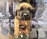 Small Photo #13 Cane Corso-Saint Bernard Mix Puppy For Sale in LIVERMORE, CA, USA