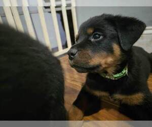 Rottweiler Puppy for sale in NEW CUMBERLAND, PA, USA