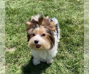 Biewer Terrier Puppy for sale in SAN DIEGO, CA, USA
