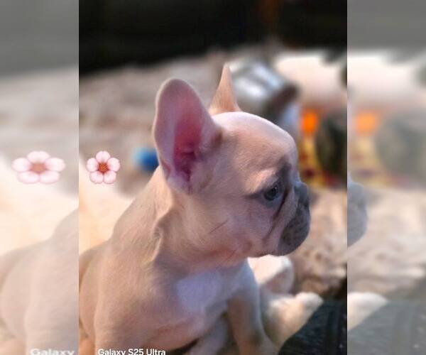 Medium Photo #1 French Bulldog Puppy For Sale in BOSTON, KY, USA