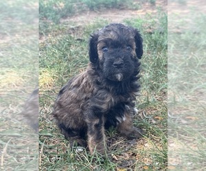 Poodle (Standard) Puppy for sale in LONGMONT, CO, USA