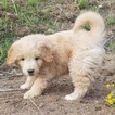 Small Photo #7 Goldendoodle (Miniature) Puppy For Sale in LENOIR, NC, USA