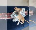 Small #15 Black Mouth Cur Mix