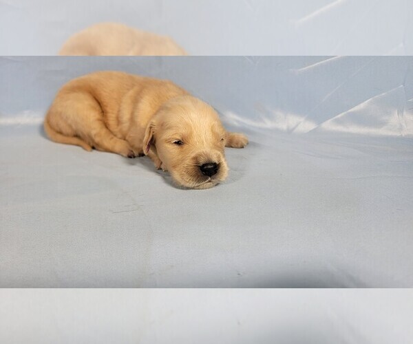 Medium Photo #4 Golden Retriever Puppy For Sale in FALCON, CO, USA