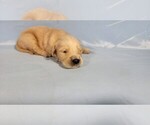 Small #3 Golden Retriever