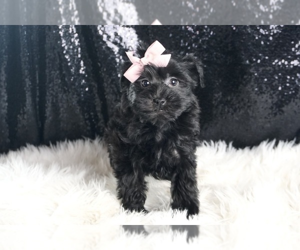Medium Photo #3 YorkiePoo Puppy For Sale in WARSAW, IN, USA