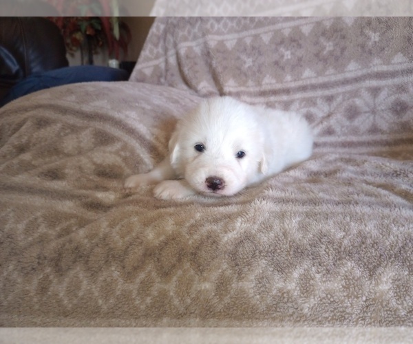 Medium Photo #14 Great Pyrenees Puppy For Sale in SHELBYVILLE, TN, USA