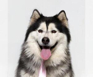 Alaskan Malamute Dogs for adoption in Santa Maria, CA, USA