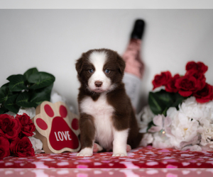 Border Collie Puppy for sale in CONWAY, MO, USA