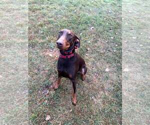 Atlas aka Doby Foster Needed!! - Male Doberman Pinscher Dog for Adoption - Photo #6